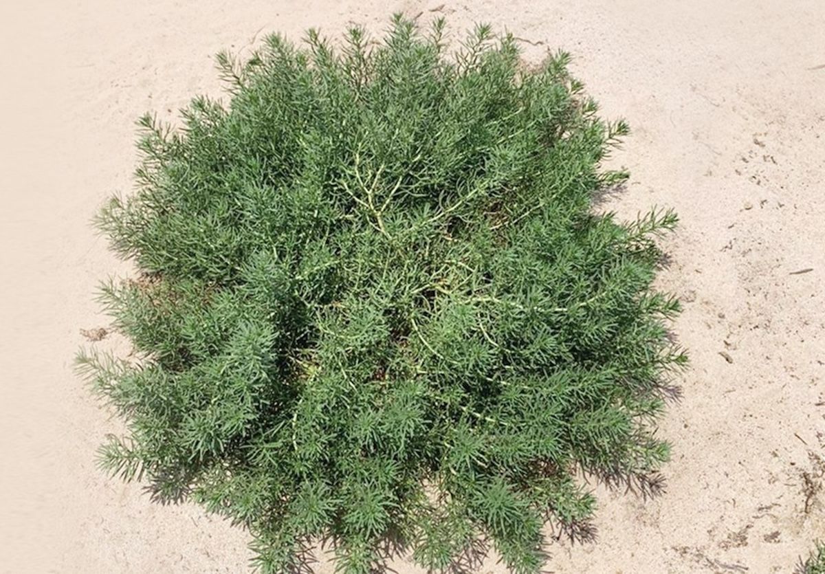 مبادرة التوعية النباتية تحذركم من نباتات سامة في البيئة السعودية تهدد حياتكم (صور) - موقع الخليج الان