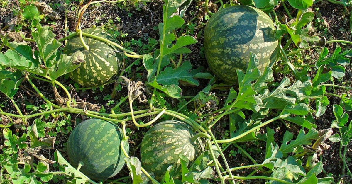 مبادرة التوعية النباتية تحذركم من نباتات سامة في البيئة السعودية تهدد حياتكم (صور) - موقع الخليج الان