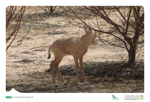 السعودية.. ولادة أول مها عربي مهدد بالانقراض