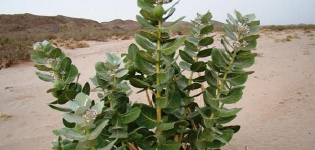 مبادرة التوعية النباتية تحذركم من نباتات سامة في البيئة السعودية تهدد حياتكم (صور) - موقع الخليج الان
