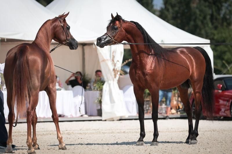 برعاية منصور بن زايد.. إقامة البطولة التاسعة لكأس الإمارات العالمي للخيل