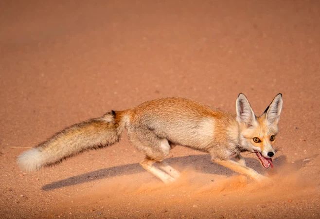 اغرب الحيوانات في البئية السعودية من هو قاهر لهيب صحراء ومراوغ الرمال - موقع الخليج الان
