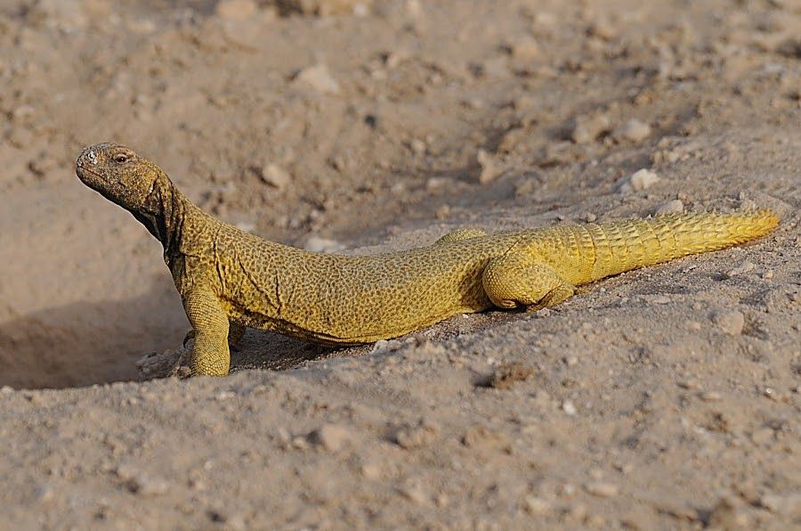 اغرب الحيوانات في البئية السعودية من هو قاهر لهيب صحراء ومراوغ الرمال - موقع الخليج الان