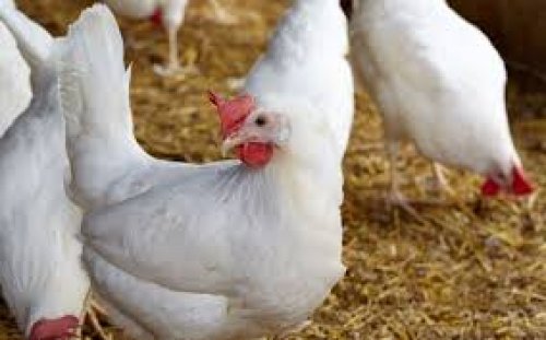 الفراخ رخصت يا بشر…. أسعار الدجاج و الكتاكيت والبيض في مصر اليوم الخميس 3/10/2024 في الاسواق