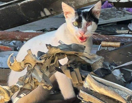 في الضاحية الجنوبية… متطوعون يخاطرون بحياتهم لإنقاذ قطط من بين الركام