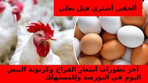 كم سعر الدواجن والبيض النهاردة في مصر … سعر الفراخ اليوم الأثنين 7-10-2024 في المزارع والبورصة والأسعار في الأسواق للمستهلك