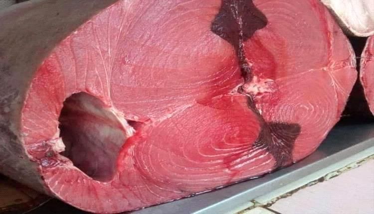 انخفاض جديد في اسعار سمك الثمد اليوم الاثنين 7 اكتوبر 2024