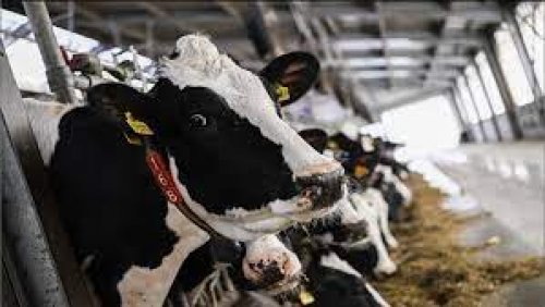 رقم دعم المواشي 1446 وأهم الشروط المطلوبة لتقديم الطلب