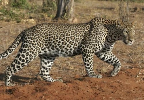 السعودية تطلق تحذير صارم و غرامة تبدأ من 400 ألف ريال لصيد هذا الحيوان وتصل الى 30 مليون والسجن 10 سنوات