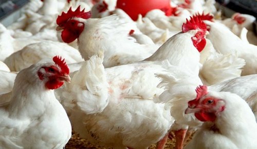 بدأت تستقر اخيرا.. اليك أسعار الفراخ اليوم الإثنين 14 أكتوبر بالاسواق المصرية والكتاكيت بالتفصيل