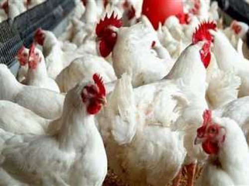 الفراخ البلدي والبيضاء بكام؟ .. أسعار الدواجن والبيض اليوم السبت 19 أكتوبر 2024
