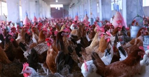 بورصة الدواجن المصرية … سعر الدواجن اليوم الاثنين 21 أكتوبر 2024 في الأسواق المحلية