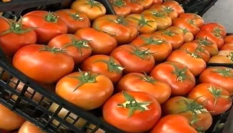 تراجع نسبي في اسعار الطماطم بلحج
