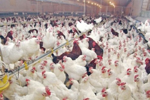 كيلو الدجاج انخفض 30 جنيه للكيلو في السوق المصرى اليوم وردود أفعال المواطنين من قلب أسواق الدواجن