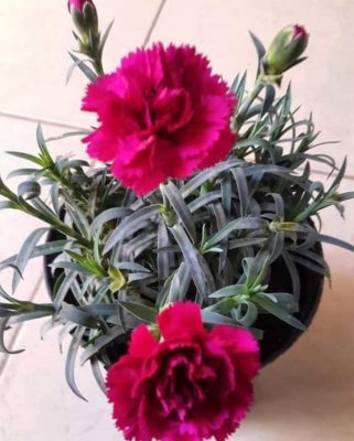 “ريحة بيتك هتبقى حلوة قوى” فكرة عبقرية لزراعة القرنفل في البيت من البذور بكل احترافية وسهولة وبكميات كبيرة وبأقل التكاليف