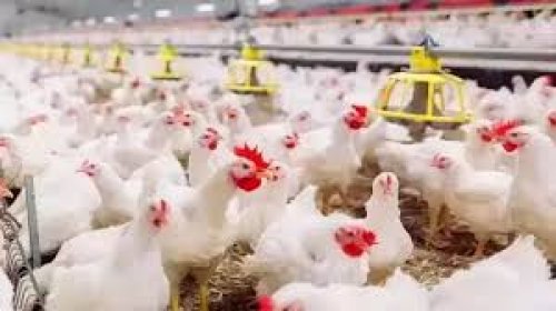 أسعار زمان هترجع تاني .. أسعار الفراخ البيضاء في مصر اليوم الإثنين 28 أكتوبر 2024 سعر كرتونة البيض بعد قرار الاستيراد من تركيا