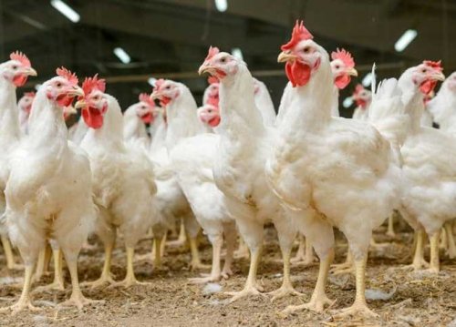 الدواجن في العالي .. سعر الفراخ البيضاء اليوم في بورصة الدواجن في مصر الخميس 31 أكتوبر 2024 في الأسواق والمحالات التجارية