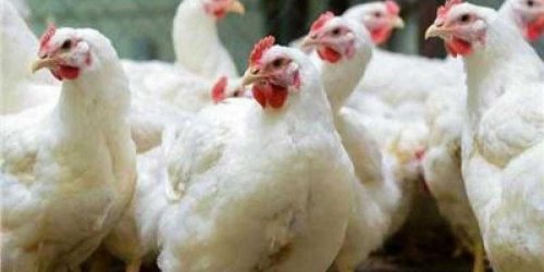 هناكل فراخ انهاردة قبل ما ترفع تاني .. أسعار الدواجن في مصر اليوم السبت 2 نوفمبر 2024 وسعر الكتاكيت