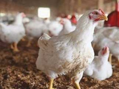 أسعار الفراخ البيضاء في بورصة الدواجن المصرية اليوم الاحد 3 نوفمبر 2024 سعر كرتونة البيض للمستهلك في الأسواق