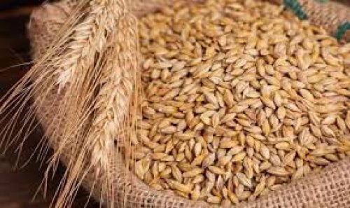 "الحبة العريضة وصلت كام النهاردة؟ " اسعار الأرز الشعير اليوم الاثنين 4 نوفمبر 2024 والسلع الغذائية في الأسواق المصرية