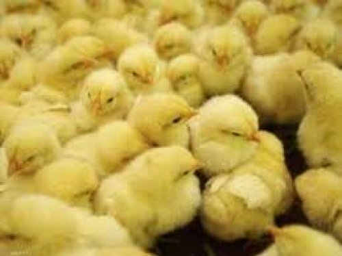 أسعار الكتكوت الأبيض في مصر اليوم جميع الشركات الاثنين 4-11-2024 فى الاسواق