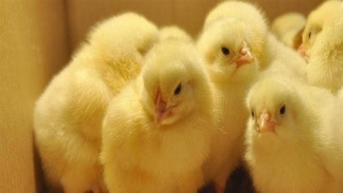 وأسعار الفراخ الآن.. ترجع كبير في سعر الكتكوت الابيض اليوم الثلاثاء 5 نوفمبر وتوقعات بالمزيد من التراجع قريباً