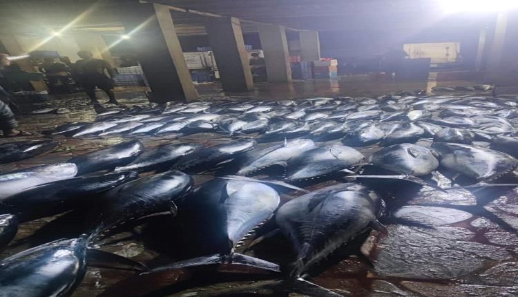 انخفاض كبير في اسعار سمك الثمد اليوم الأربعاء 6 نوفمبر 2024