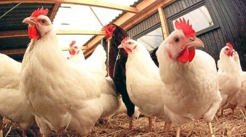 ” بورصة الدواجن تعلن”.. أسعار الفراخ البيضاء اليوم الآن السبت للمستهلكين فى المحال التجارية