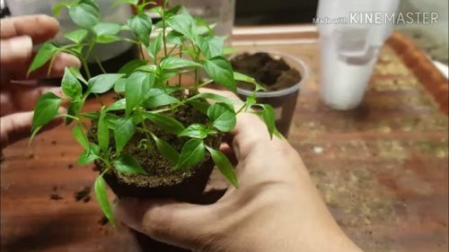 طريقة زراعة الفلفل الأسود بخطوات سهلة ومجربة بأقل التكاليف والحصول علي كمية كبيرة .. مش هتشتريه من برا تاني