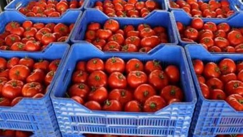 أسعار الطماطم اليوم في سوق العبور الأحد الموافق 10 نوفمبر 2024 وفقا لأخر تحديث للمستهلكين