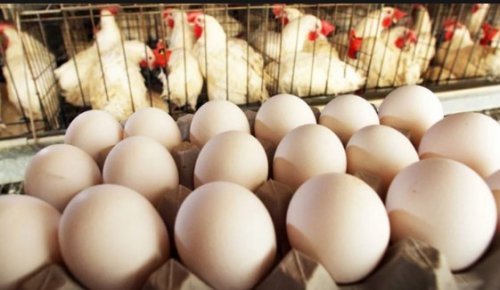"الابيض والاحمر" سعر كرتونة البيض اليوم للمستهلك الاثنين 11-11-2024 والفراخ البيضاء والكتاكيت وفقا لأخر تحديثات