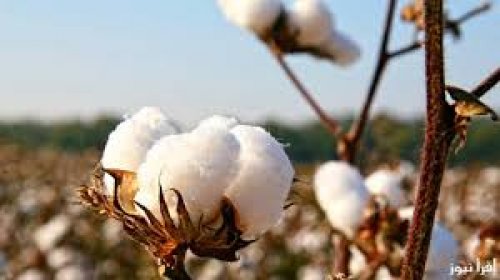 “بكام انهاردة؟” سعر قنطار القطن اليوم الاثنين 11-11-2024 في جميع المحافظات وفقا لما أعلنت عنه منظومة التداول