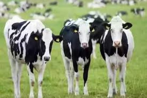 شروط التسجيل في دعم المواشي في السعودية 1446 وخطوات التقديم