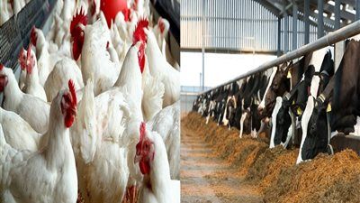 جهود حكومية متكاملة لتحسين معدلات الأداء وزيادة الإنتاج بمختلف قطاعات الثروة الحيوانية والداجنة - الخليج الان