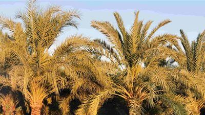 أهمية خف النخيل وتسميده.. أبرز التوصيات لمزارعي نخيل البلح - الخليج الان