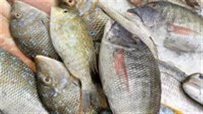 انخفاض بعض الأصناف.. أسعار الأسماك اليوم الأربعاء 18 يونيو في سوق العبور - الخليج الان