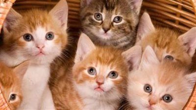 لو انت بتربي قطط.. هذه أمراض خطيرة تسببها للإنسان ونصائح لتجنب العدوى - الخليج الان