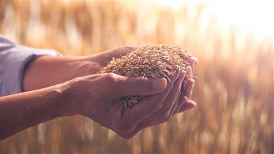 مصر والزراعة في زمن الحرب.. كيف تُؤمّن الدولة غذاءها وسط العواصف الإقليمية؟ - الخليج الان