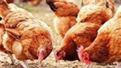 أسعار الفراخ اليوم الخميس 26 يونيو في الأسواق والبورصة - الخليج الان