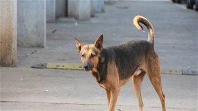 الداخلية تكشف ملابسات واقعة التعدي على كلب ضال ببني مزار وضبط المتهم - الخليج الان