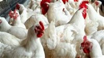 أسعار الفراخ اليوم الجمعة 27 يونيو في بورصة الدواجن والأسواق - الخليج الان