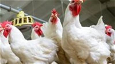 أسعار الفراخ اليوم الخميس 3 يوليو في الأسواق - الخليج الان