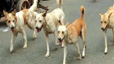 ضبط طالب بالجيزة لوضعه طعامًا مسمّمًا للكلاب الضالة وتسببه في نفوق عدد منها - الخليج الان