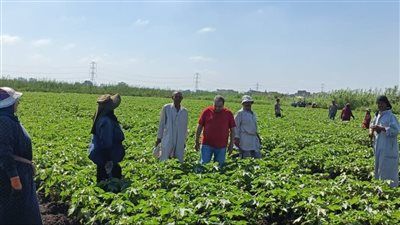 لتعزيز جودة إنتاج القطن بسخا.. وكيل معهد بحوث القطن يتابع برامج التربية والسلالات الجديدة - الخليج الان