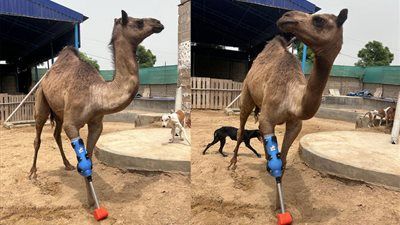 بعد 5 أشهر من الشلل.. الناقة "كامي" تستعيد حياتها بفضل ساق اصطناعية - الخليج الان