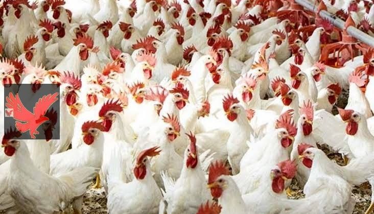 خزني واشتري يا ست الكل.. أسعار الفراخ البيضاء اليوم الخميس 2025-7-17 في بورصة الدواجن والأسواق المحلية 