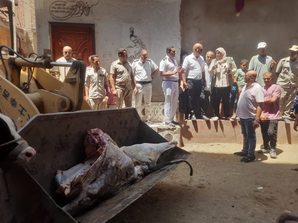 ضبط 5 طن لحوم لحيوانات مريضة مذبوحة خارج المجازر غير صالحة للاستهلاك الأدمي بقويسنا - الخليج الان
