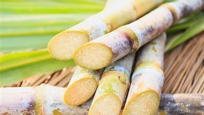 قصب السكر يعود بقوة.. هل تحقق مصر الاكتفاء الذاتي أخيرًا - الخليج الان