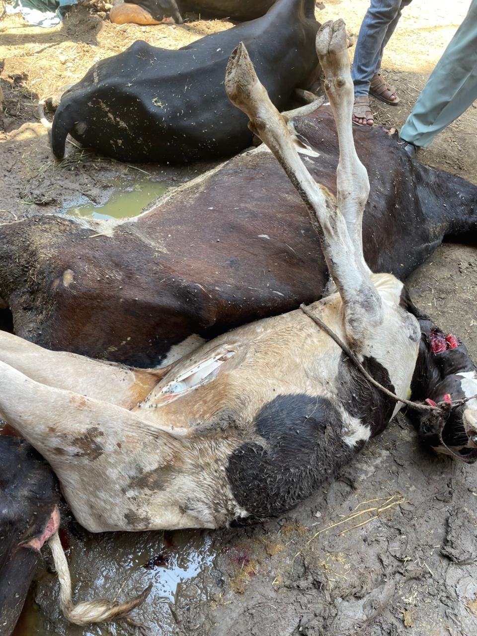 ضبط 5 طن لحوم لحيوانات مريضة مذبوحة خارج المجازر غير صالحة للاستهلاك الأدمي بقويسنا - الخليج الان