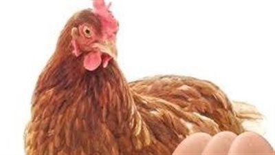125 جنيه سعر كرتونة البيض..أسعار الدواجن اليوم الخميس 24 يوليو - الخليج الان